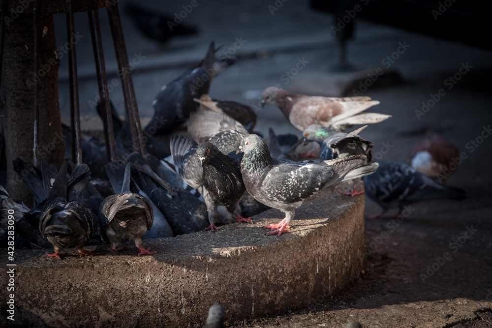 Φωτογραφία Flock and group of pigeons, a crowd, rock dove, domestic pigeons, gathering look