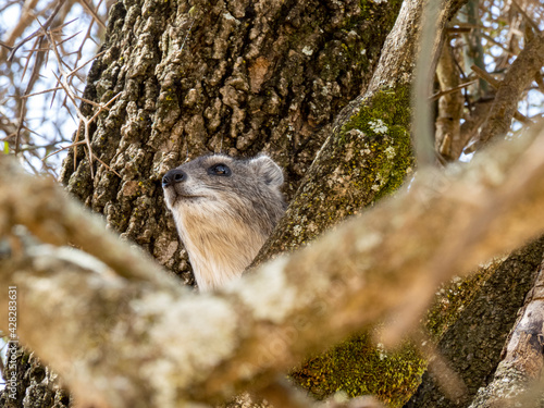 Serengeti National Park, Tanzania, Africa - February 29, 2020: Rock hyrax climbing in tree