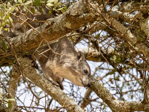 Serengeti National Park, Tanzania, Africa - February 29, 2020: Rock hyrax climbing in tree