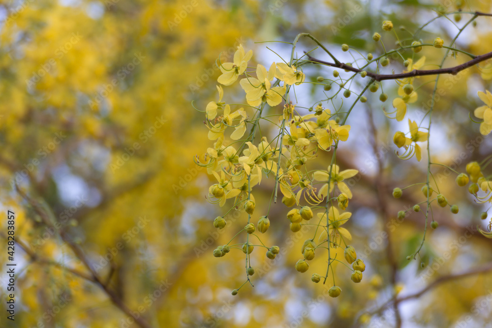 Ratchaphruek Golden shower tree blossoming bright yellow. Ratchaphruek Golden shower tree blossoming bright yellow.