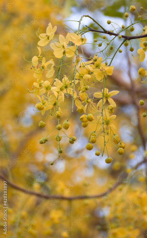 Ratchaphruek Golden shower tree blossoming bright yellow. Ratchaphruek Golden shower tree blossoming bright yellow.