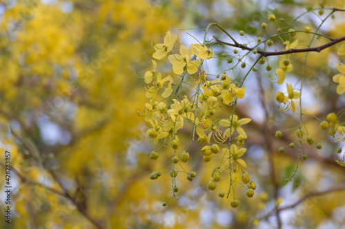 Ratchaphruek Golden shower tree blossoming bright yellow.