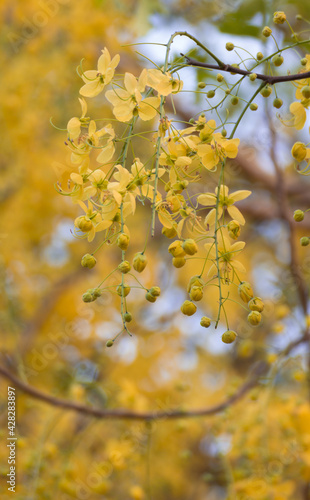 Ratchaphruek Golden shower tree blossoming bright yellow.