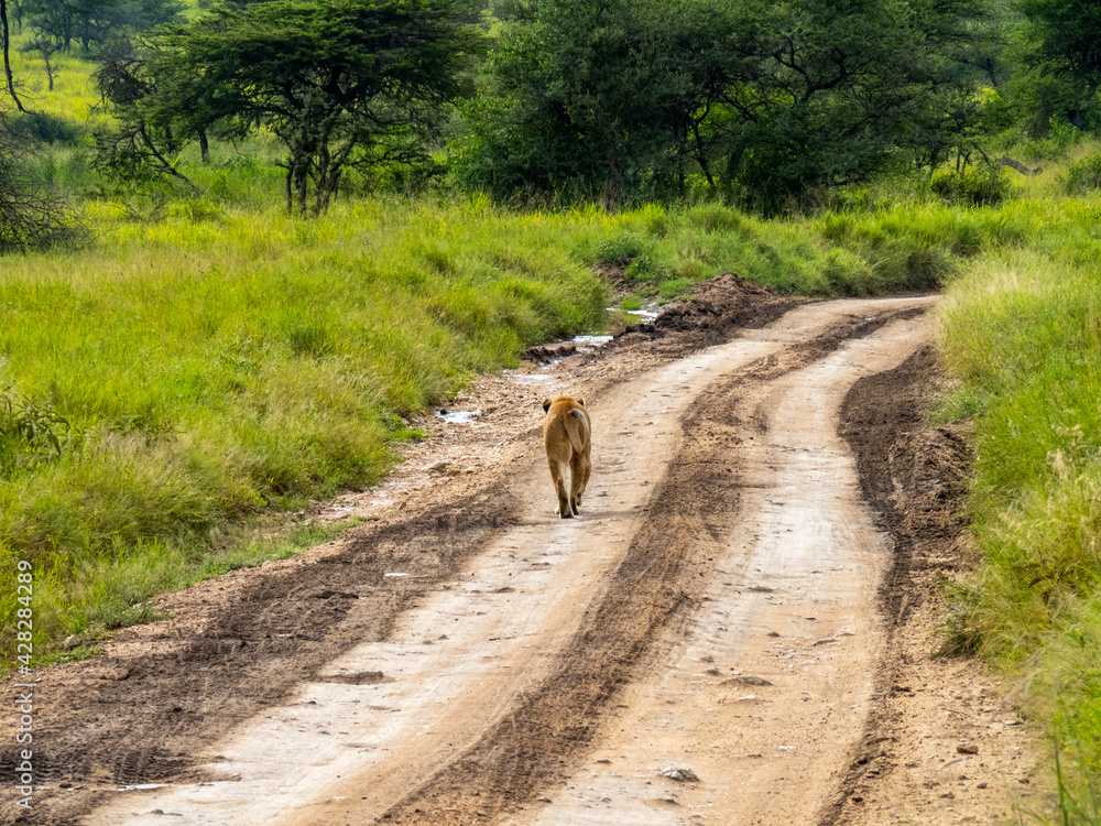 Φωτογραφία Serengeti National Park, Tanzania, Africa - February 29, 2020: Lioness walking a