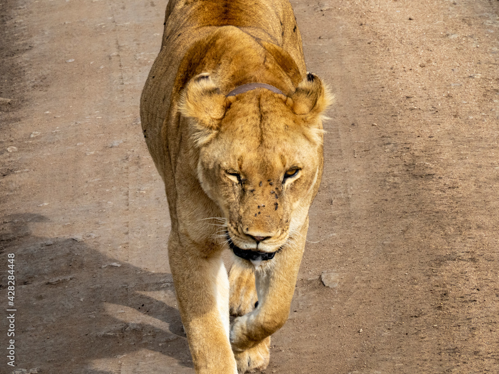 Φωτογραφία Serengeti National Park, Tanzania, Africa - February 29, 2020: Lioness walking a