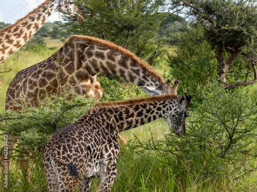 Serengeti National Park  Tanzania  Africa - February 29  2020  Giraffes grazing along the savannah