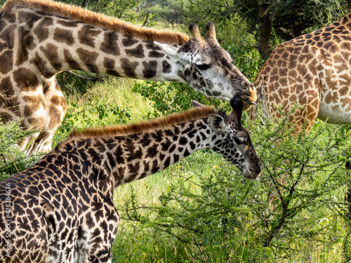 Serengeti National Park  Tanzania  Africa - February 29  2020  Giraffes grazing along the savannah
