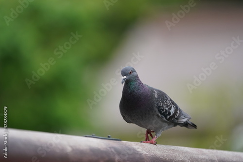 rock dove on the handrail