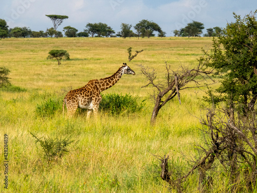 Serengeti National Park  Tanzania  Africa - February 29  2020  Giraffes grazing along the savannah