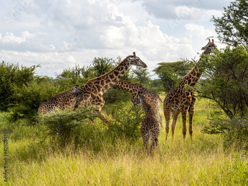 Serengeti National Park, Tanzania, Africa - February 29, 2020: Giraffes grazing along the savannah