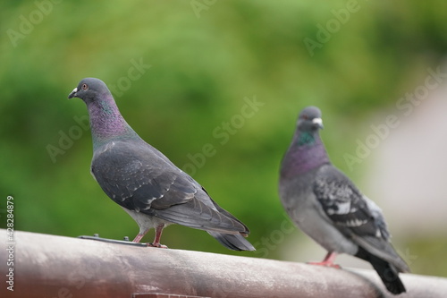 rock dove on the handrail © Matthewadobe