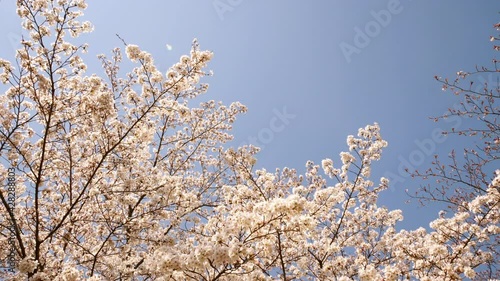 京都の桜　嵐山