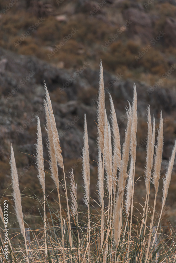 Fototapeta premium En la sierra
