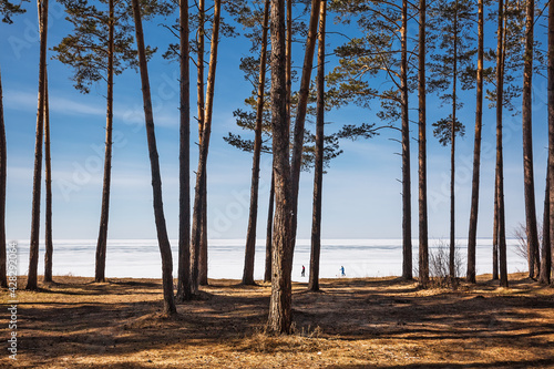 The coast of the Ob Sea in April. Spring landscape