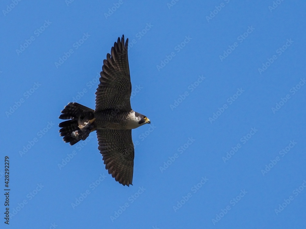 Obraz premium 青空バックに餌を掴んで飛ぶ繁殖期のハヤブサ成鳥