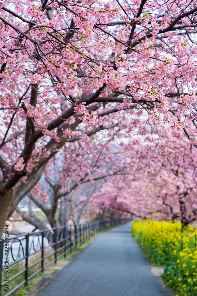 Naklejka premium 河津桜並木 満開 伊豆