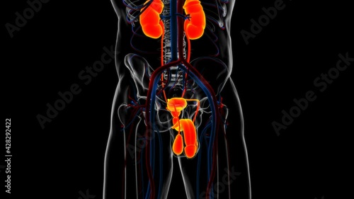 Male Reproductive System Anatomy For Medical Concept 3D photo