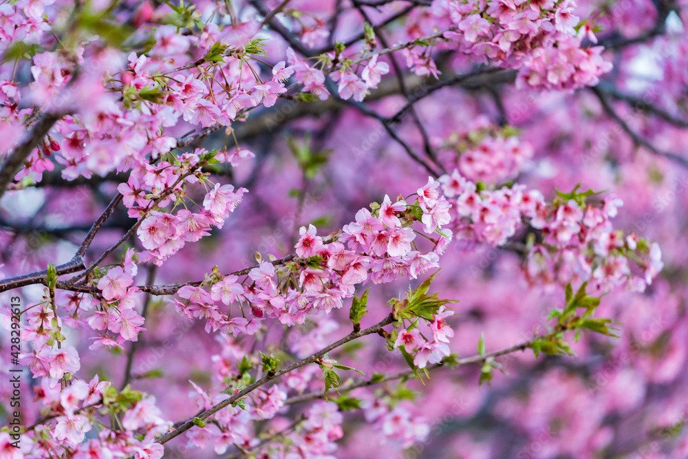 河津桜　満開　アップ