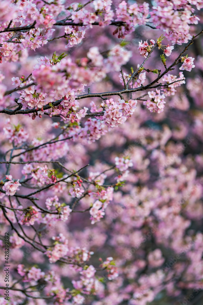 河津桜 満開 アップ 河津桜 満開 アップ