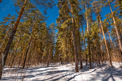 Pine forest in the spring. Western Siberia