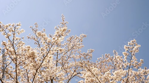 京都の桜　嵐山