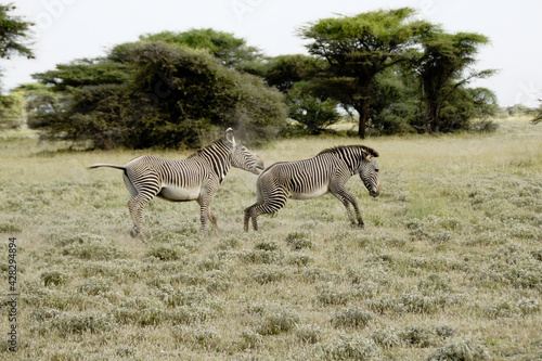 Male Grevy s zebra chasing another out of its territory  Buffalo Springs Samburu Game Reserve  Kenya