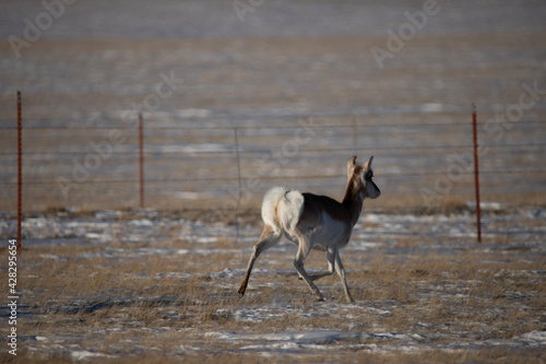 Photography greater kudu antelope
