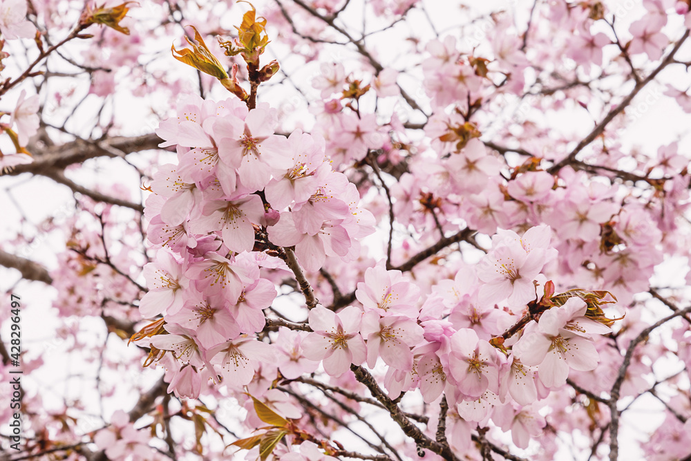 Close up of a beautiful branch of cherry blossom in spring