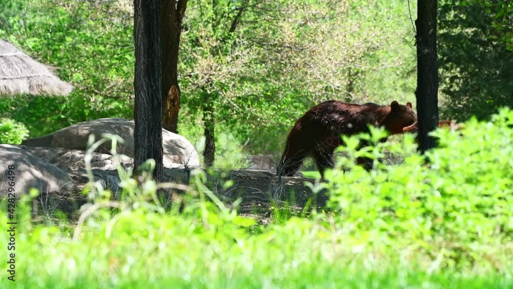 In the jungle, two bears are playing. In the jungle, two bears are playing.