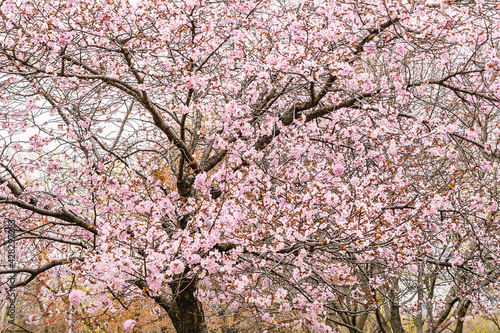 blossoming cherry trees