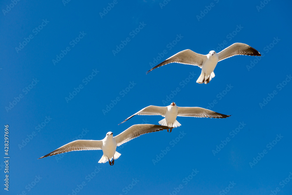 Seagull was flying above Chelsea Beach during summer, Australia Dec 2019. Seagull was flying above Chelsea Beach during summer, Australia Dec 2019.