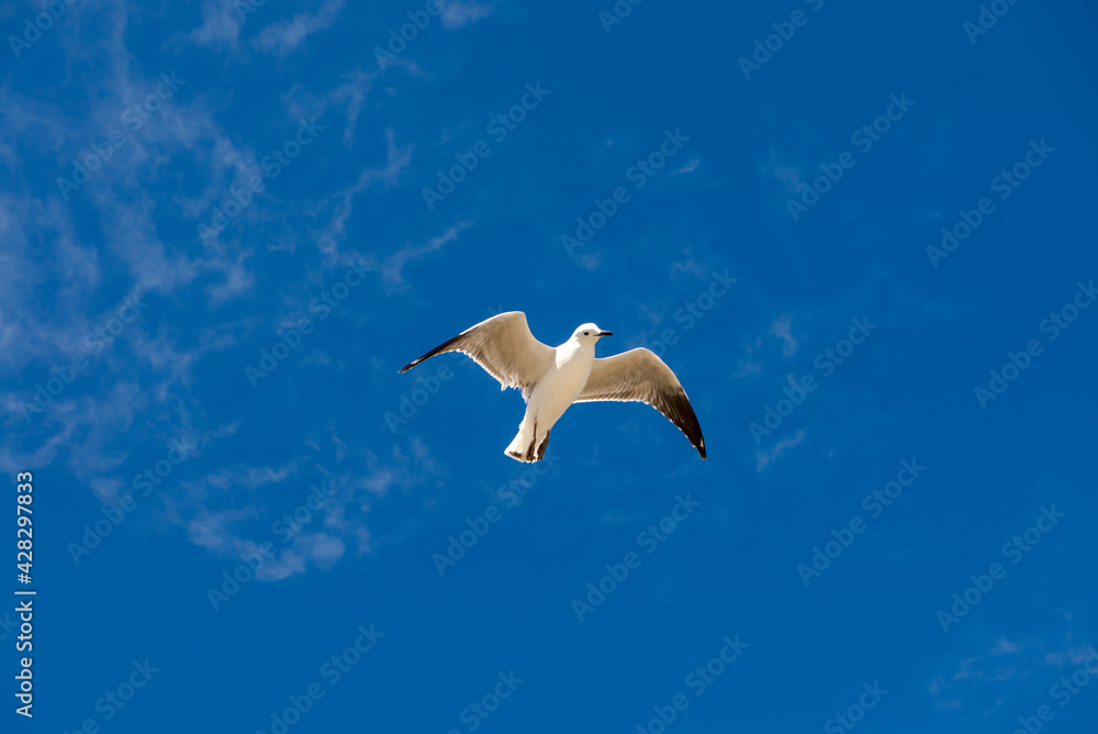 Obraz premium Seagull was flying above Chelsea Beach during summer, Australia Dec 2019.