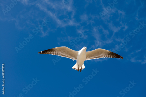  Seagull was flying above Chelsea Beach during summer, Australia Dec 2019.