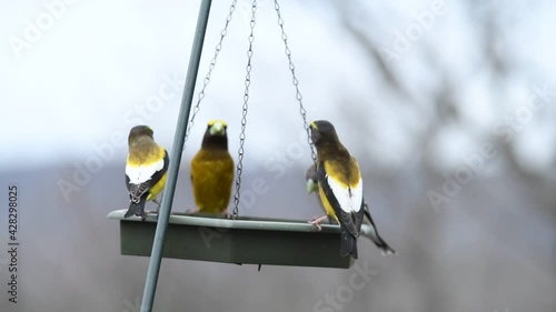 Evening Grosbeak birds swinging on a bird feeder