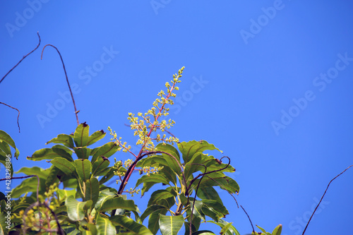 The mango bouquet or mango flower is blooming full on the mango trees in the garden photo