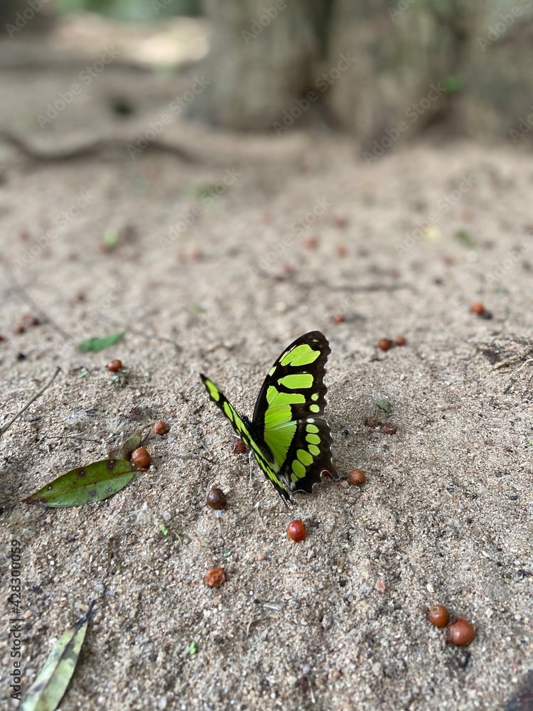 butterfly on the ground butterfly on the ground