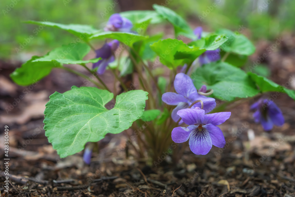 Forest violet bush on a sunny spring day. Close-up. Bright fresh greenery and delicate lilac flowers of the forest violet. Fragile forest primroses. Spring awakening of nature. Middle Ural (Russia) Forest violet bush on a sunny spring day. Close-up. Bright fresh greenery and delicate lilac flowers of the forest violet. Fragile forest primroses. Spring awakening of nature. Middle Ural (Russia)