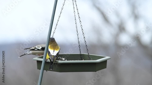 Evening Grosbeak birds on a feeder