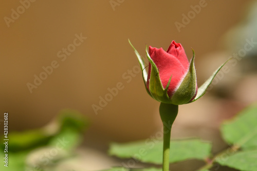 Red rose bud, rose bud petals