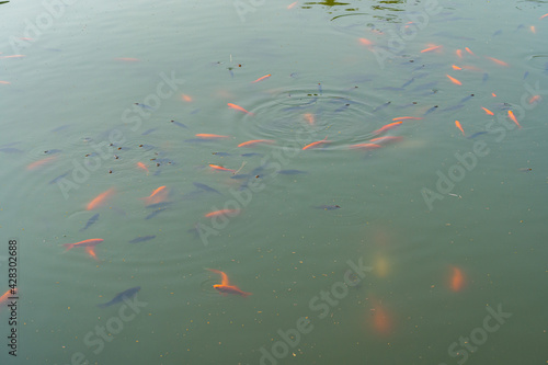 Pond with a group of carp and goldfish