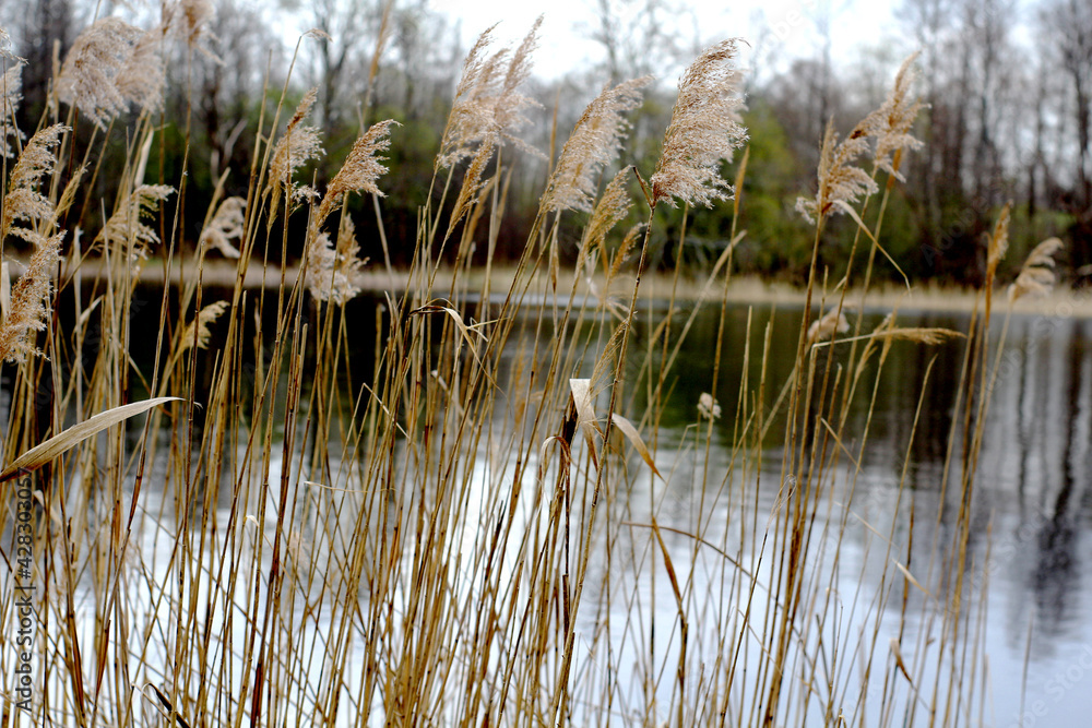 dry grass on the lake dry grass on the lake
