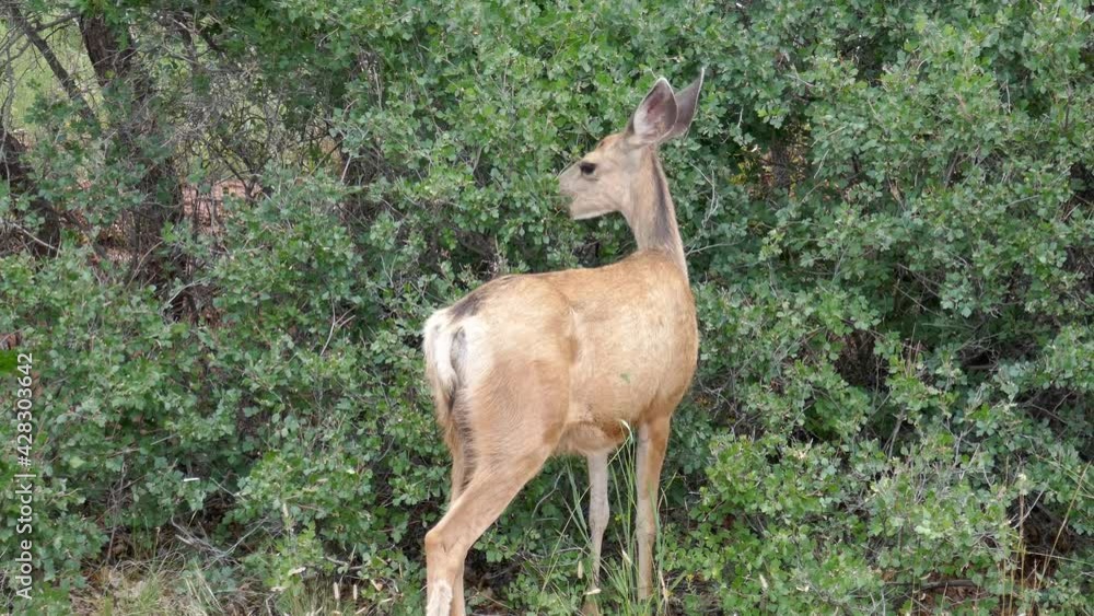 Mule deer fawn grazing on bush Mule deer fawn grazing on bush
