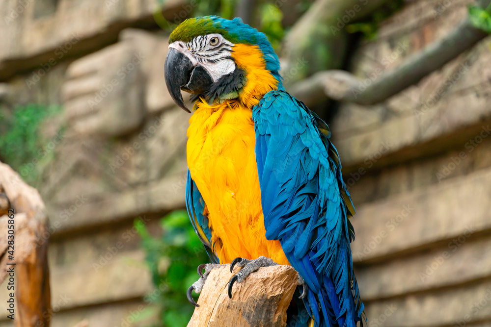 Obraz premium Blue-yellow macaw parrot close-up. Big ara parrot with huge beak on jungle background