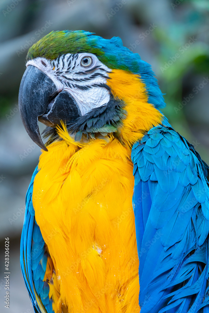 Obraz premium Blue-yellow macaw parrot close-up looks at the camera . Big ara parrot with huge beak