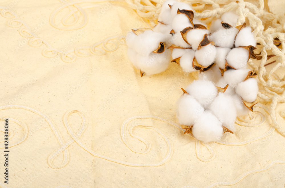 Dried cotton flowers on cotton cloth background. Photo