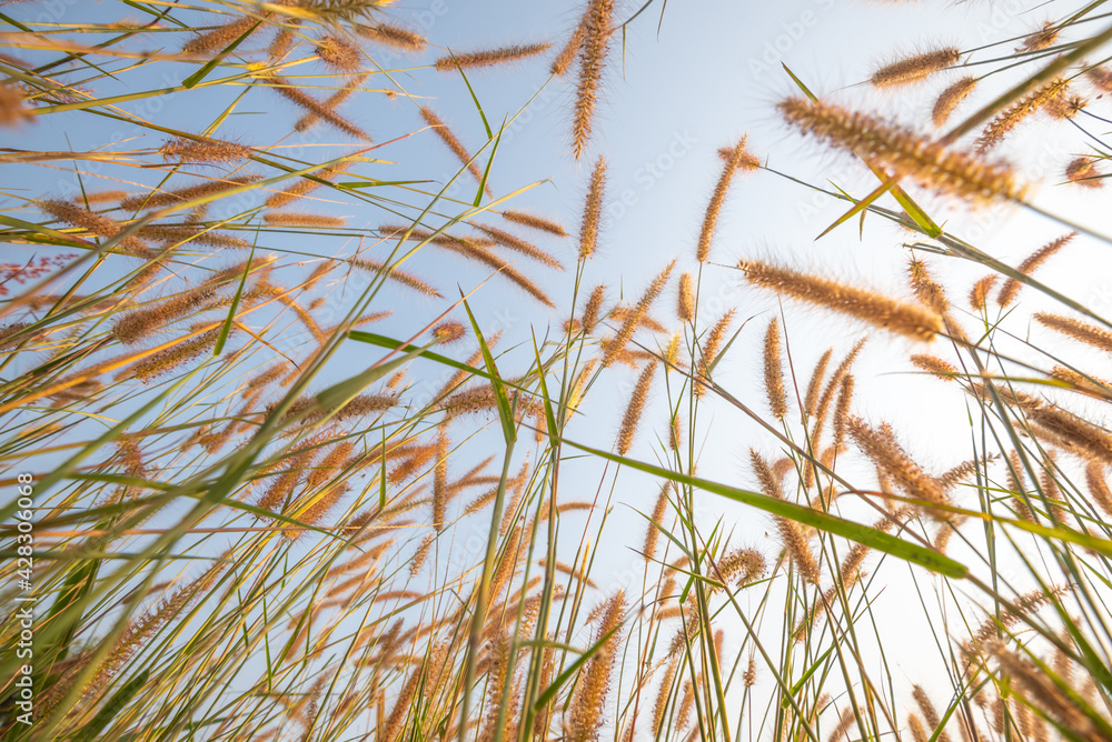 Golden grass flower and sky in the morning sunrise Golden grass flower and sky in the morning sunrise