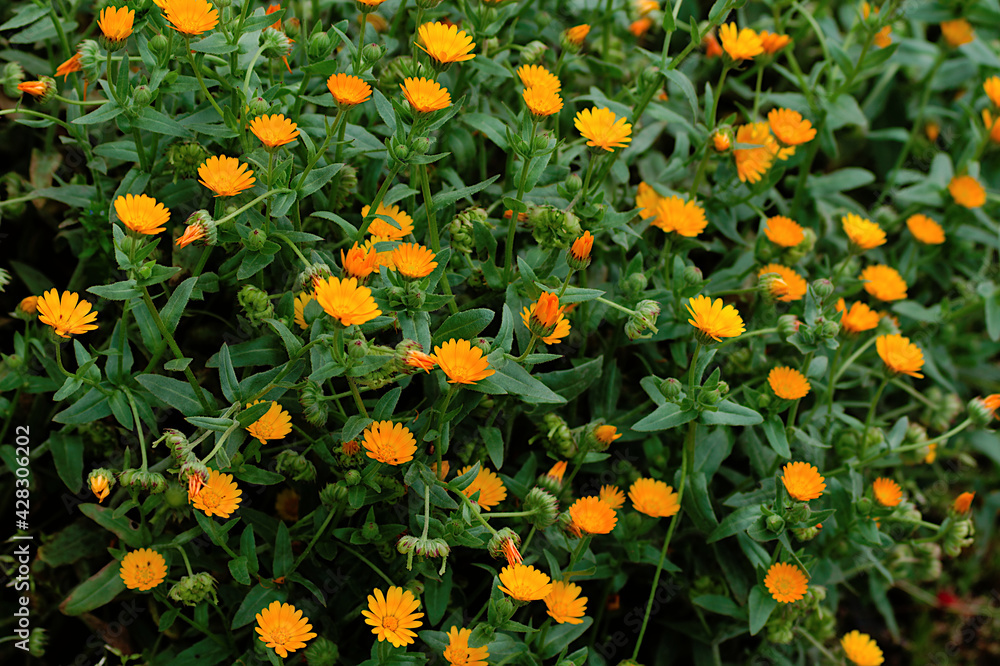 yellow and orange flowers