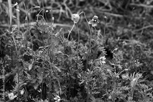 flowers in the grass