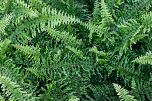 Top view of Common sword fern, Boston fern or Nephrolepis exaltata (L.) Schott cv. Bostoniensis in the garden for background.