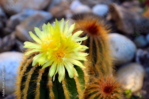 gelb blühender kaktus